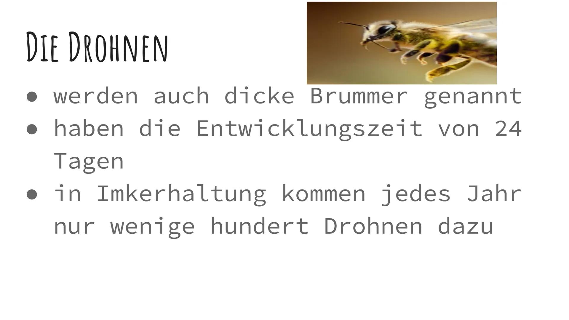 DIE BIENEN DIE VERSCHIEDENEN ARTEN VON BIENEN
1. Die
Bienenkönigin
2. Die Arbeits
Bienen
3. Die Drohnen
Sie alle haben
Aufgaben im
Bienensto