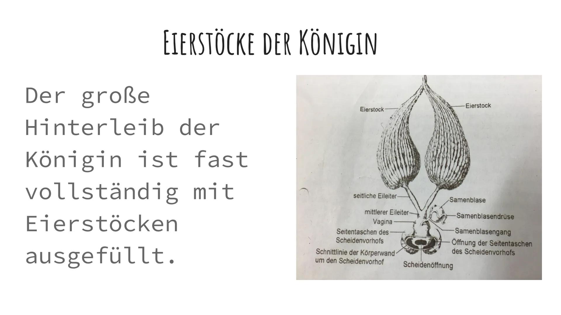 DIE BIENEN DIE VERSCHIEDENEN ARTEN VON BIENEN
1. Die
Bienenkönigin
2. Die Arbeits
Bienen
3. Die Drohnen
Sie alle haben
Aufgaben im
Bienensto