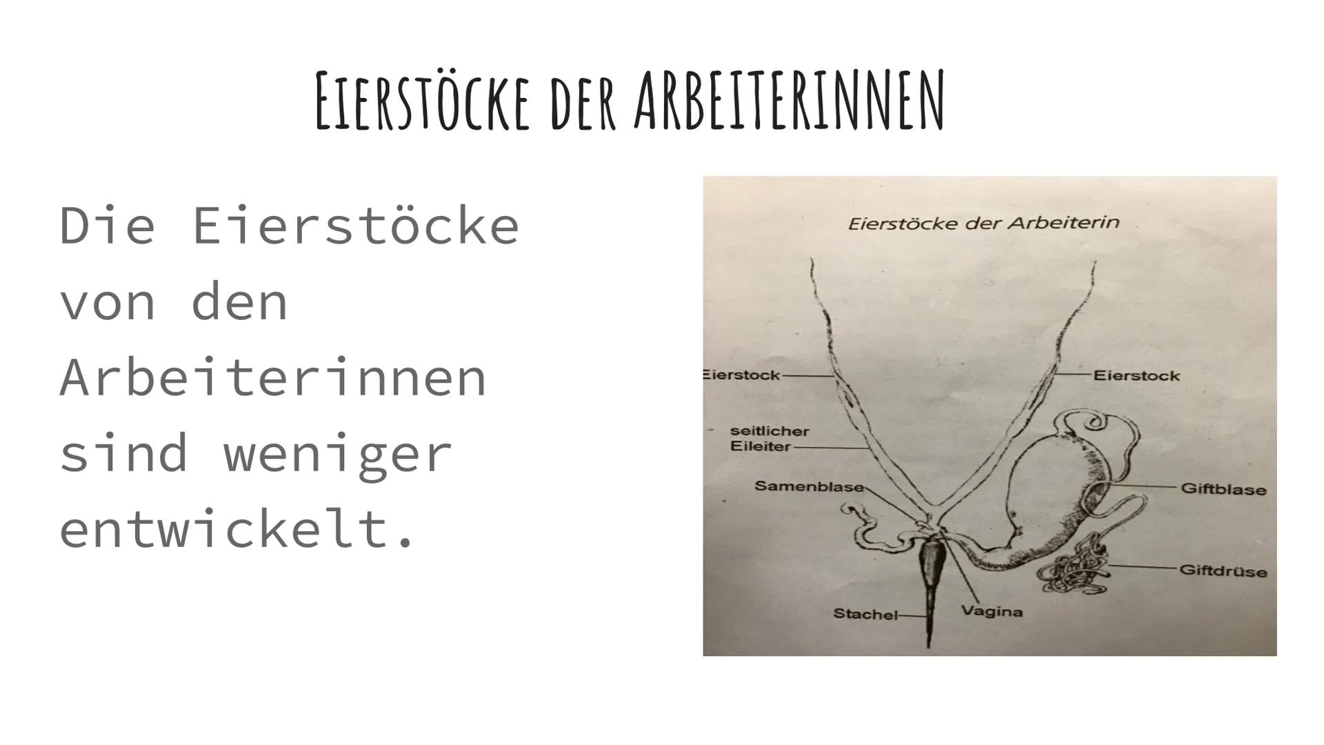 DIE BIENEN DIE VERSCHIEDENEN ARTEN VON BIENEN
1. Die
Bienenkönigin
2. Die Arbeits
Bienen
3. Die Drohnen
Sie alle haben
Aufgaben im
Bienensto