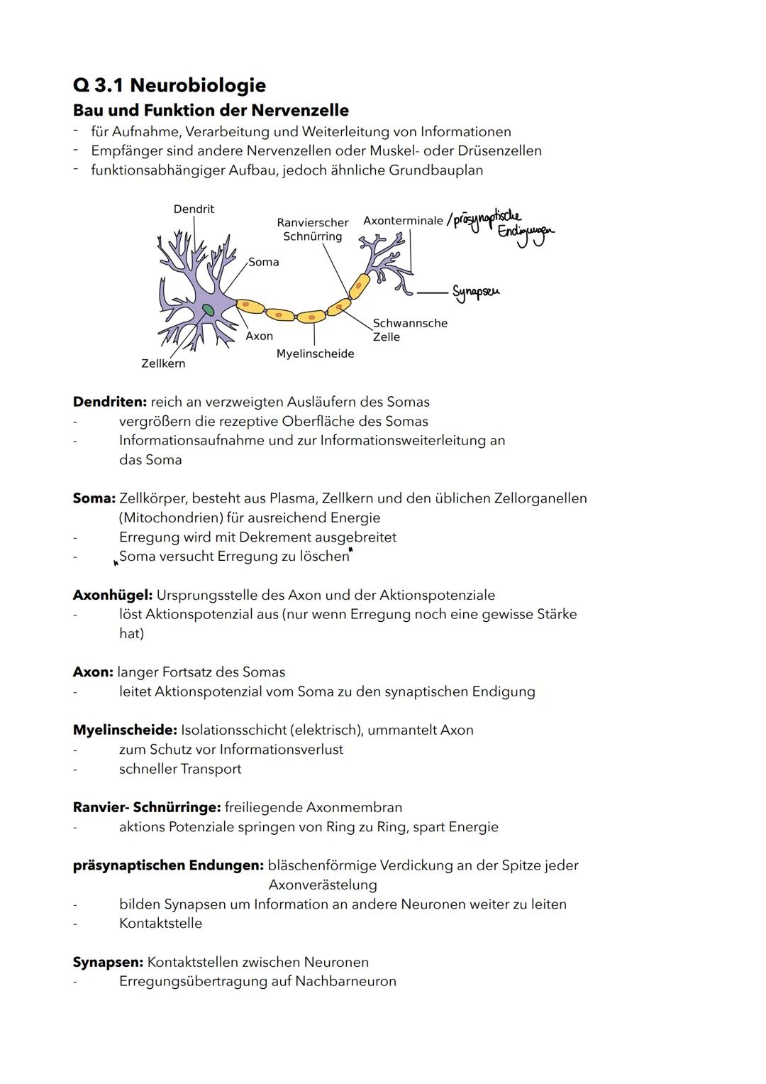 # Q 3.1 Neurobiologie
Bau und Funktion der Nervenzelle
- für Aufnahme, Verarbeitung und Weiterleitung von Informationen
- Empfänger sind and