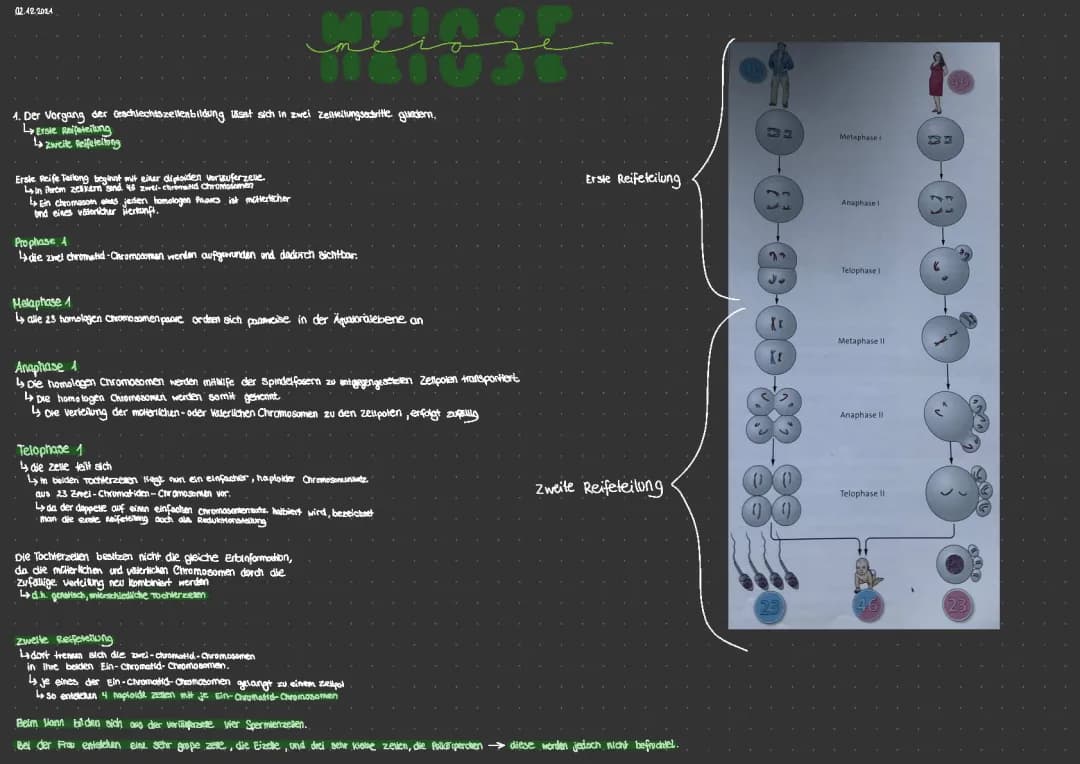 Meiose