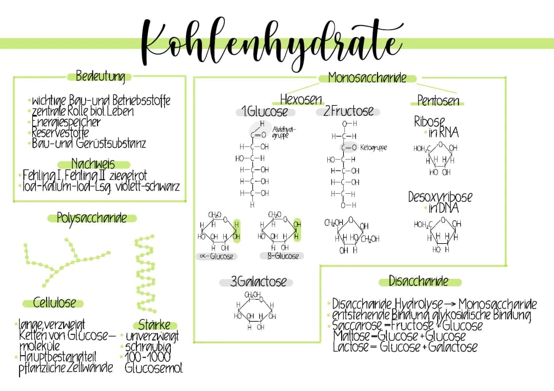 Kohlenhydrate: Aufbau, Funktion und Nachweise
