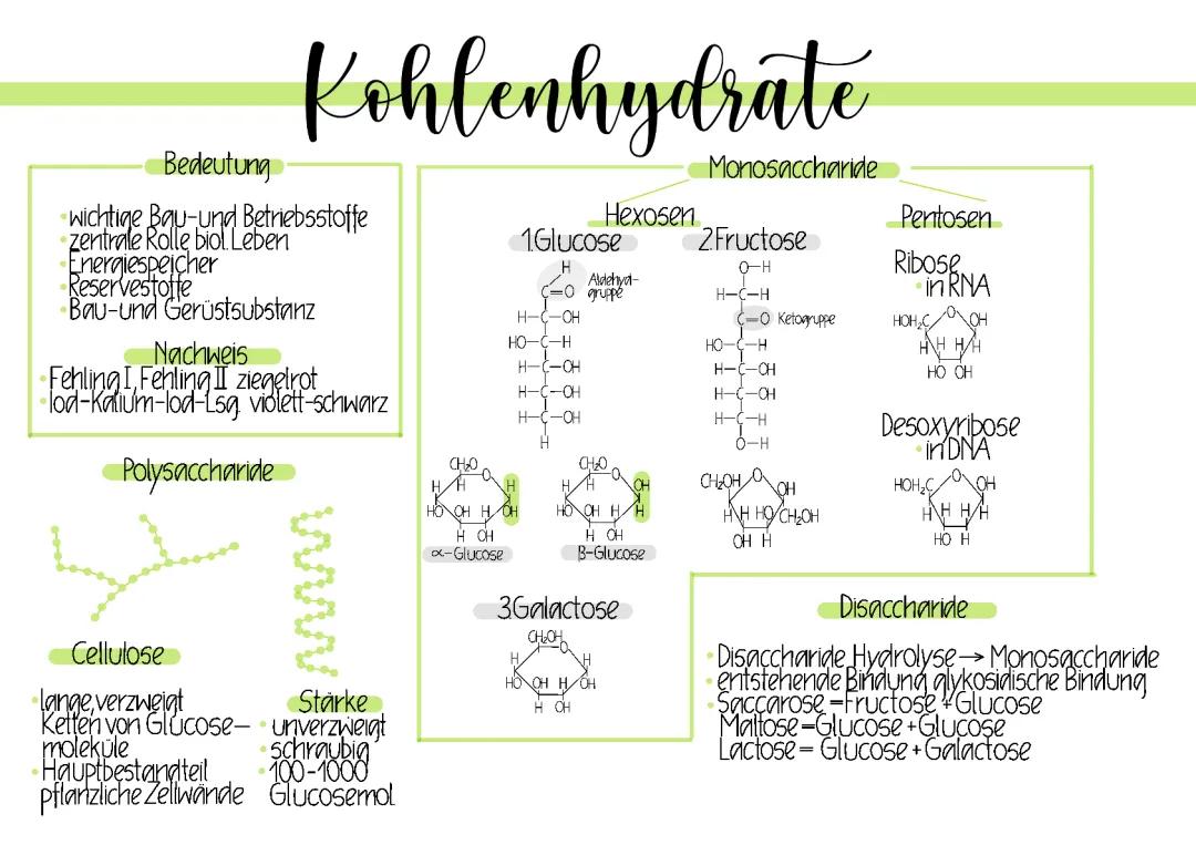 Wie Kohlenhydrate Funktionieren: Von Monosacchariden zu Stärke Nachweisen