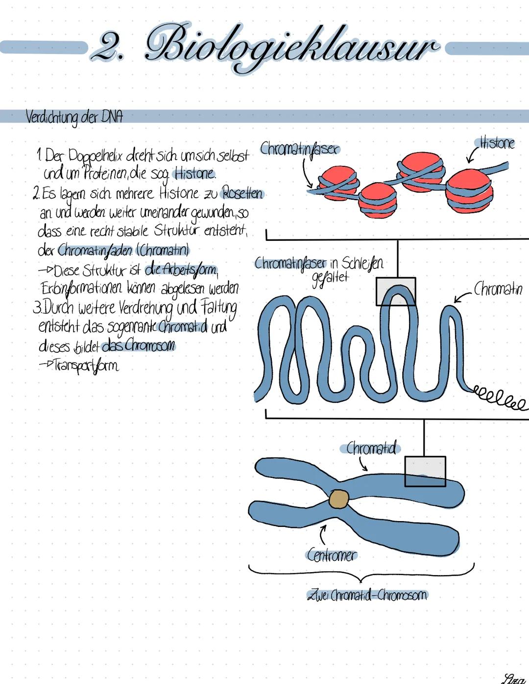 2. Biologieklausur
Die Replikation
- Semikonservative, identische Verdopplung der DNA, die vor jeder Zellteilung stallfindet.
1.Der DNA-Dopp