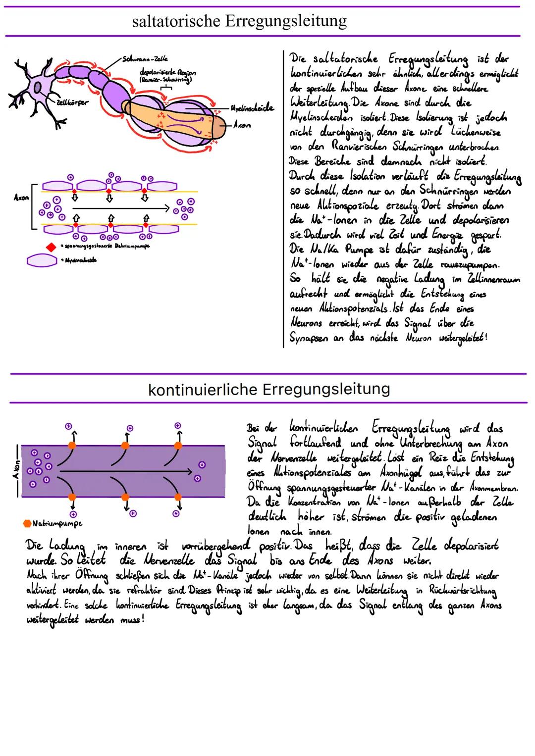 # saltatorische Erregungsleitung

Axon

Zellkörper

Schwann-Zelle

(Rasier-Schomirring)
depolarisierte Region

00

00 000 00

spennungsgeste