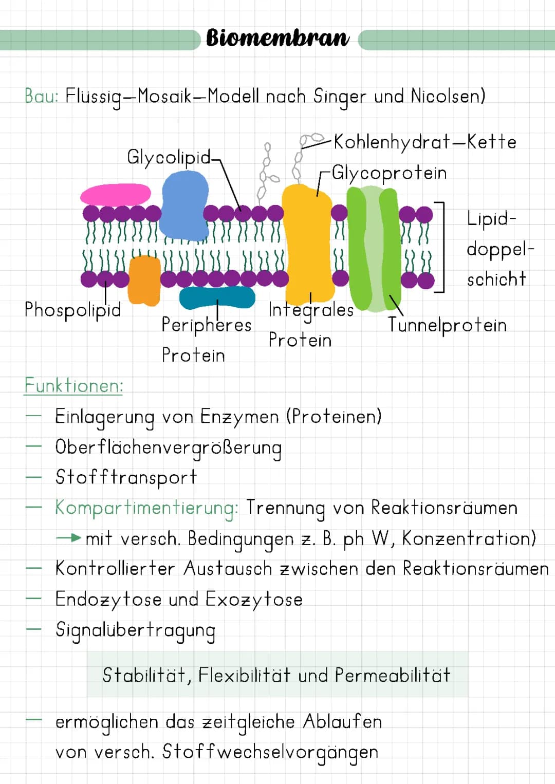 Biomembran