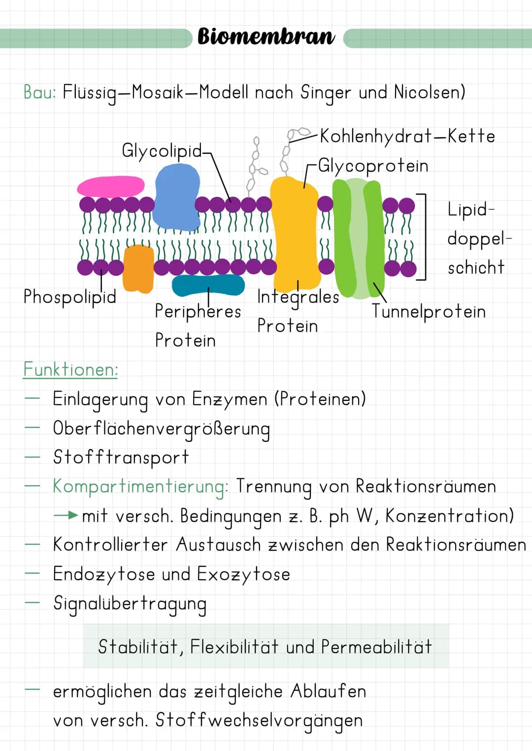 Biomembran
Bau: Flüssig-Mosaik-Modell nach Singer und Nicolsen)
-Kohlenhydrat-Kette
Glycolipid
-Glycoprotein
Phospolipid
Peripheres
Protein

