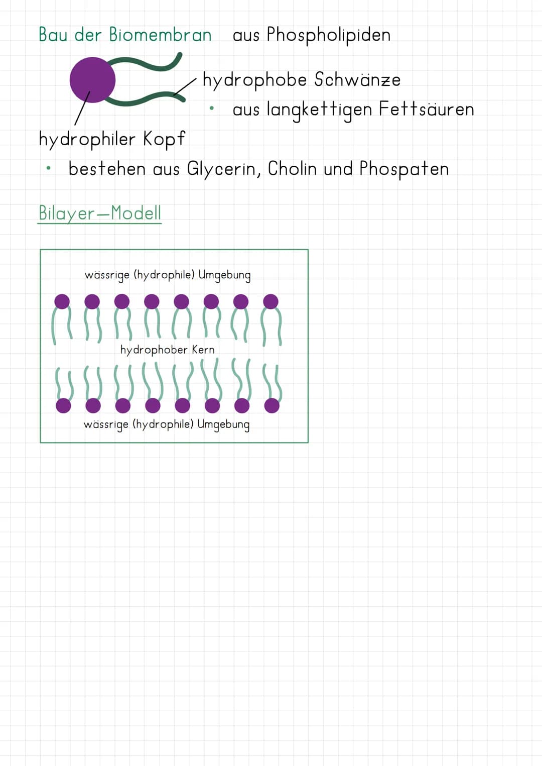 Biomembran
Bau: Flüssig-Mosaik-Modell nach Singer und Nicolsen)
-Kohlenhydrat-Kette
Glycolipid
-Glycoprotein
Phospolipid
Peripheres
Protein
