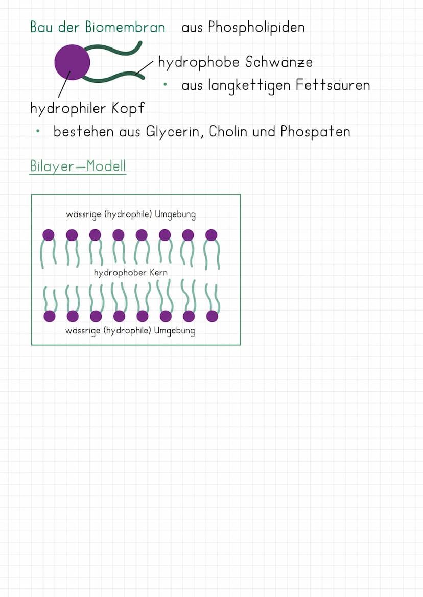 Biomembran
Bau: Flüssig-Mosaik-Modell nach Singer und Nicolsen)
-Kohlenhydrat-Kette
Glycolipid
-Glycoprotein
Phospolipid
Peripheres
Protein
