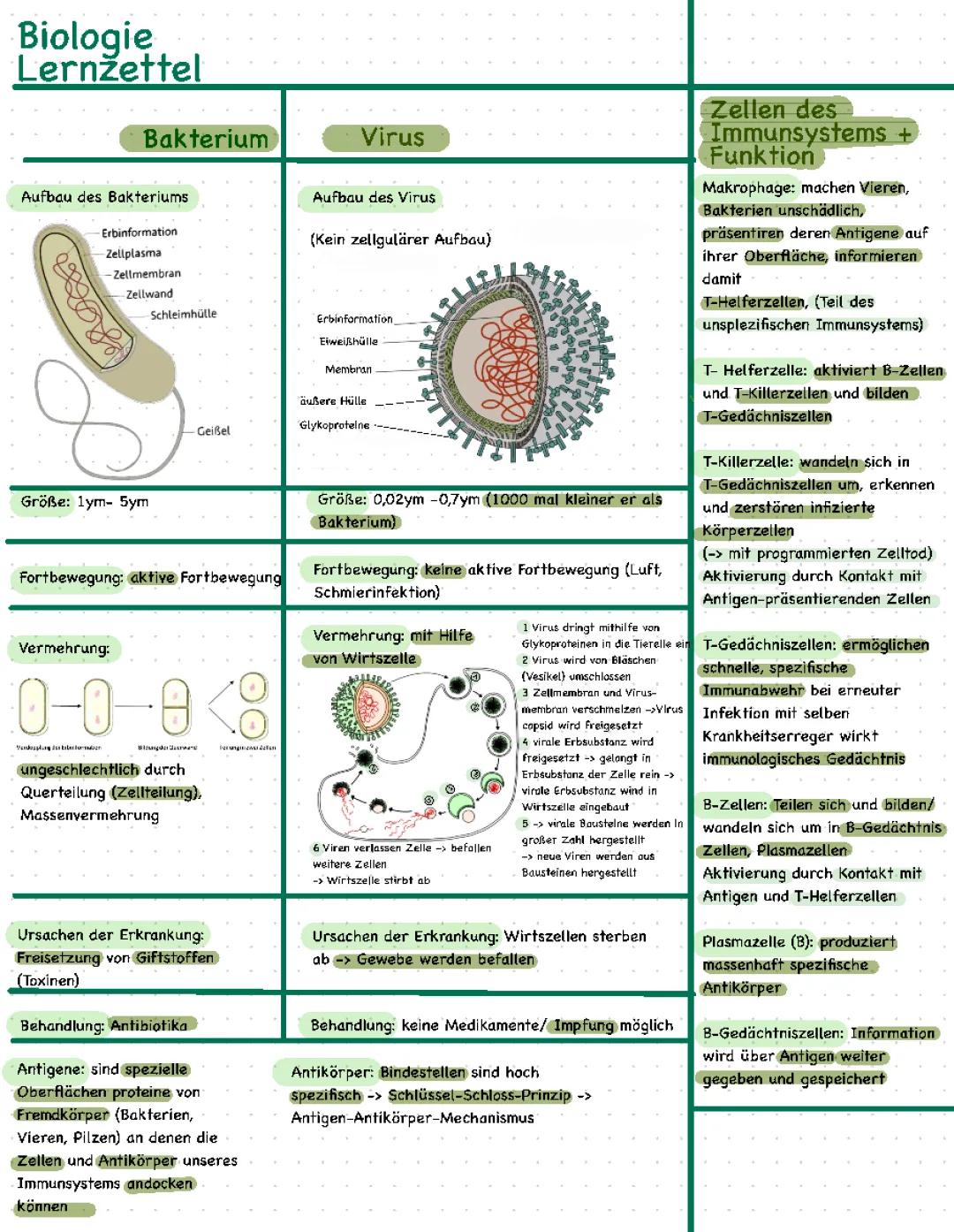  Viren und Bakterien, Immunsystem/Immunabwehr/Zellen des Immunsystems/Immunbiologie 