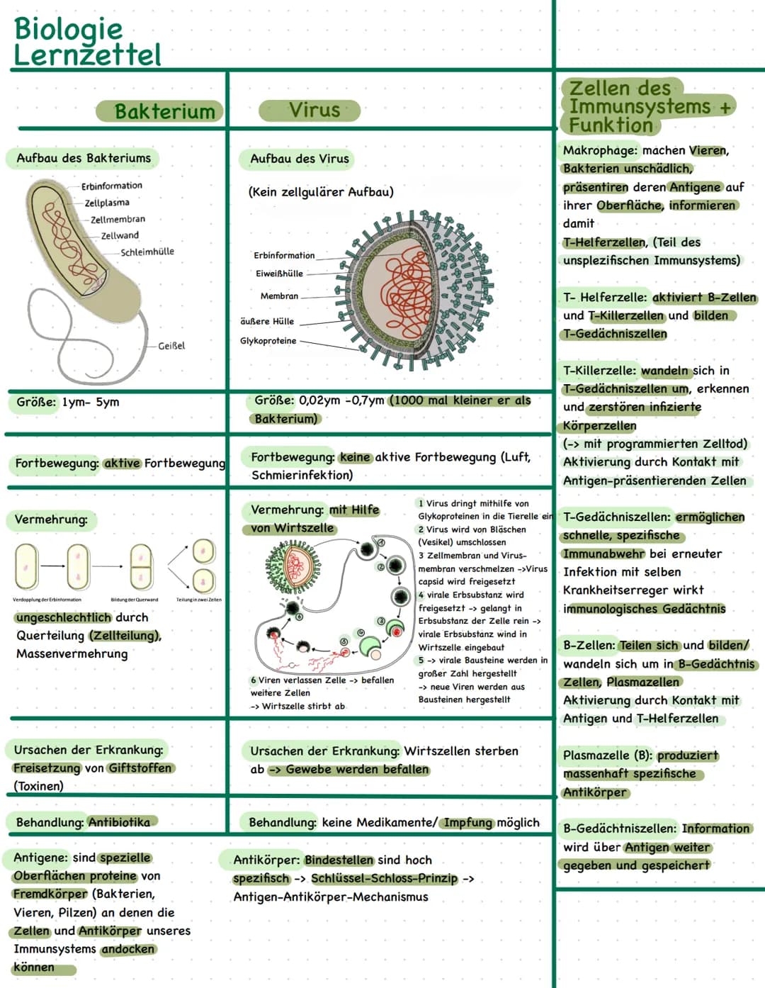 Biologie
Lernzettel
Bakterium
Aufbau des Bakteriums
Erbinformation
Zellplasma
-Zellmembran
-Zellwand
Größe: 1ym- 5ym
Vermehrung:
Schleimhüll