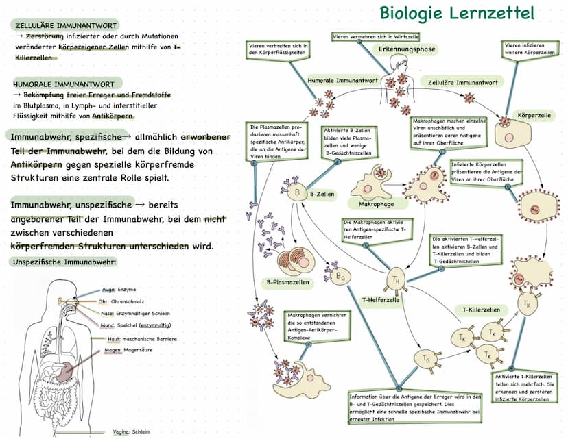 Biologie
Lernzettel
Bakterium
Aufbau des Bakteriums
Erbinformation
Zellplasma
-Zellmembran
-Zellwand
Größe: 1ym- 5ym
Vermehrung:
Schleimhüll