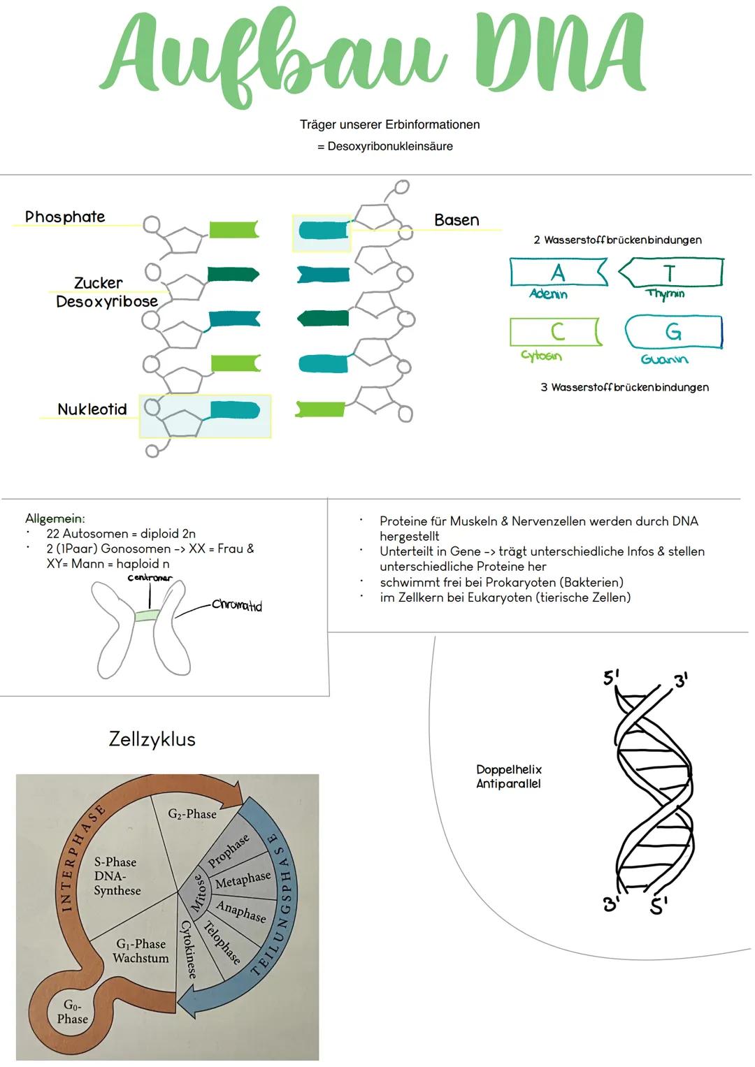 Genetik Phosphate
Aufbau DNA
Zucker
Desoxyribose
Nukleotid
Allgemein:
22 Autosomen = diploid 2n
2 (1Paar) Gonosomen -> XX = Frau &
XY Mann h