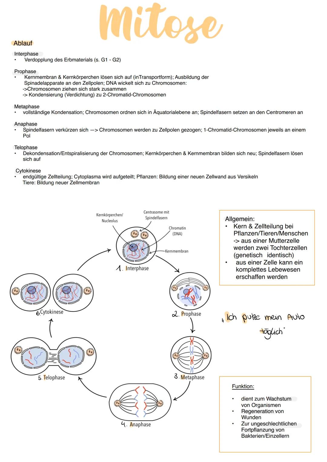 Genetik Phosphate
Aufbau DNA
Zucker
Desoxyribose
Nukleotid
Allgemein:
22 Autosomen = diploid 2n
2 (1Paar) Gonosomen -> XX = Frau &
XY Mann h