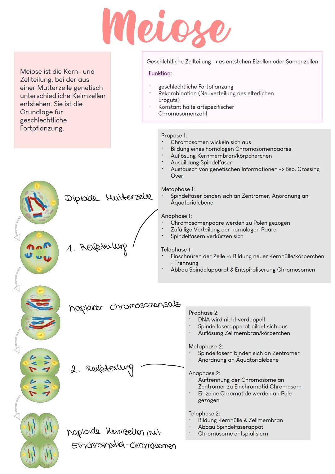 Genetik Phosphate
Aufbau DNA
Zucker
Desoxyribose
Nukleotid
Allgemein:
22 Autosomen = diploid 2n
2 (1Paar) Gonosomen -> XX = Frau &
XY Mann h