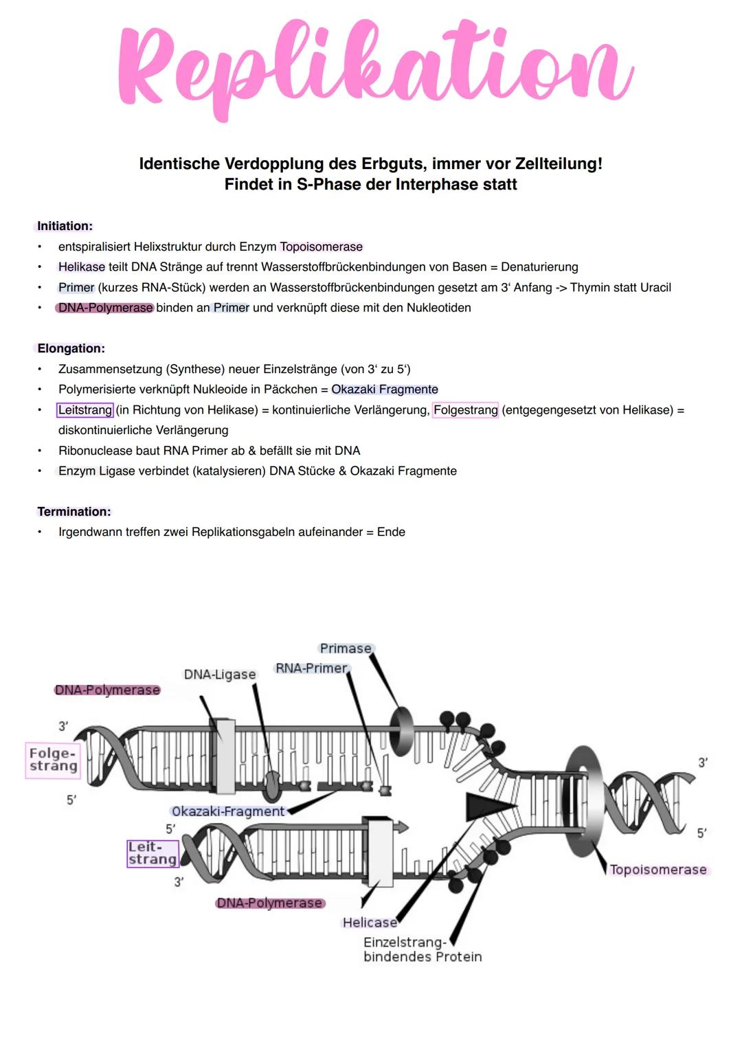 Genetik Phosphate
Aufbau DNA
Zucker
Desoxyribose
Nukleotid
Allgemein:
22 Autosomen = diploid 2n
2 (1Paar) Gonosomen -> XX = Frau &
XY Mann h