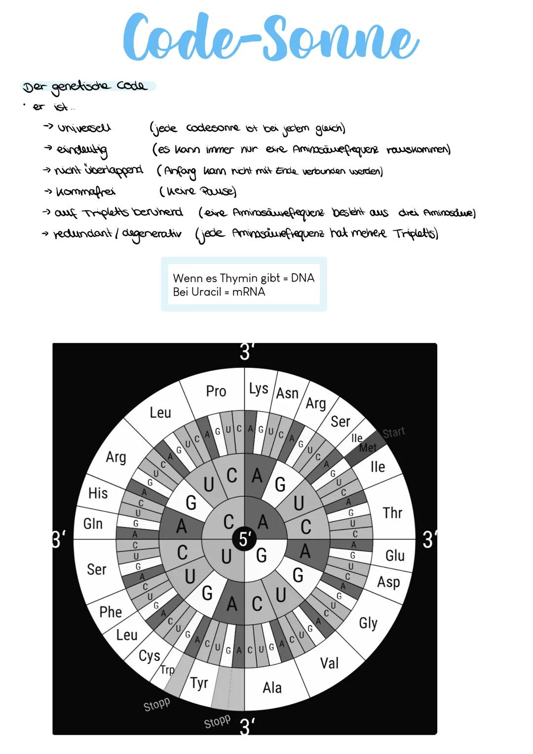 Genetik Phosphate
Aufbau DNA
Zucker
Desoxyribose
Nukleotid
Allgemein:
22 Autosomen = diploid 2n
2 (1Paar) Gonosomen -> XX = Frau &
XY Mann h