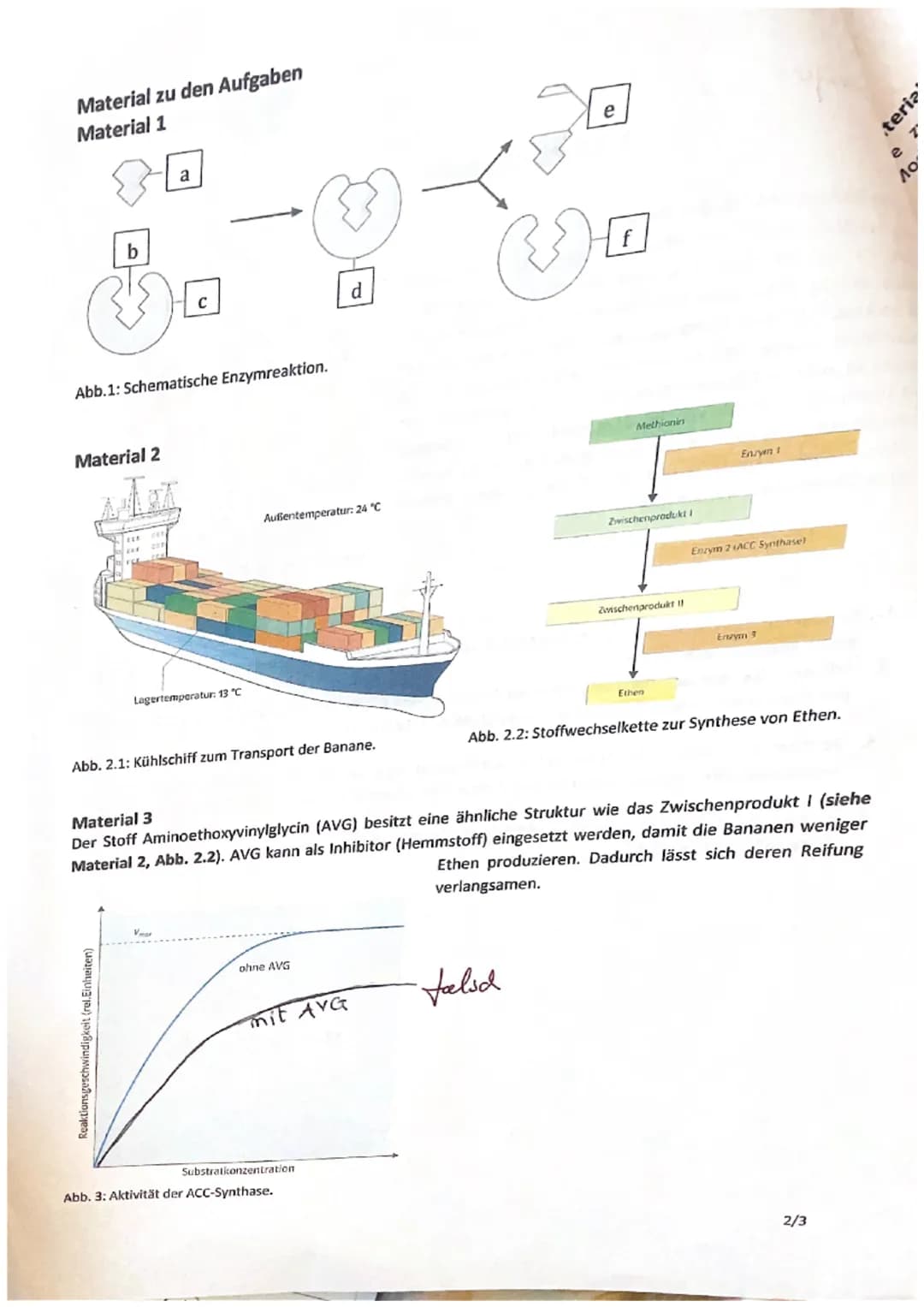 (
1. Klausur (Enzymatik)
Enzyme im Reifungsprozess der Banane
Bananen wachsen etwa zwei Jahre und werden dann unreif
geerntet, da sie auf de