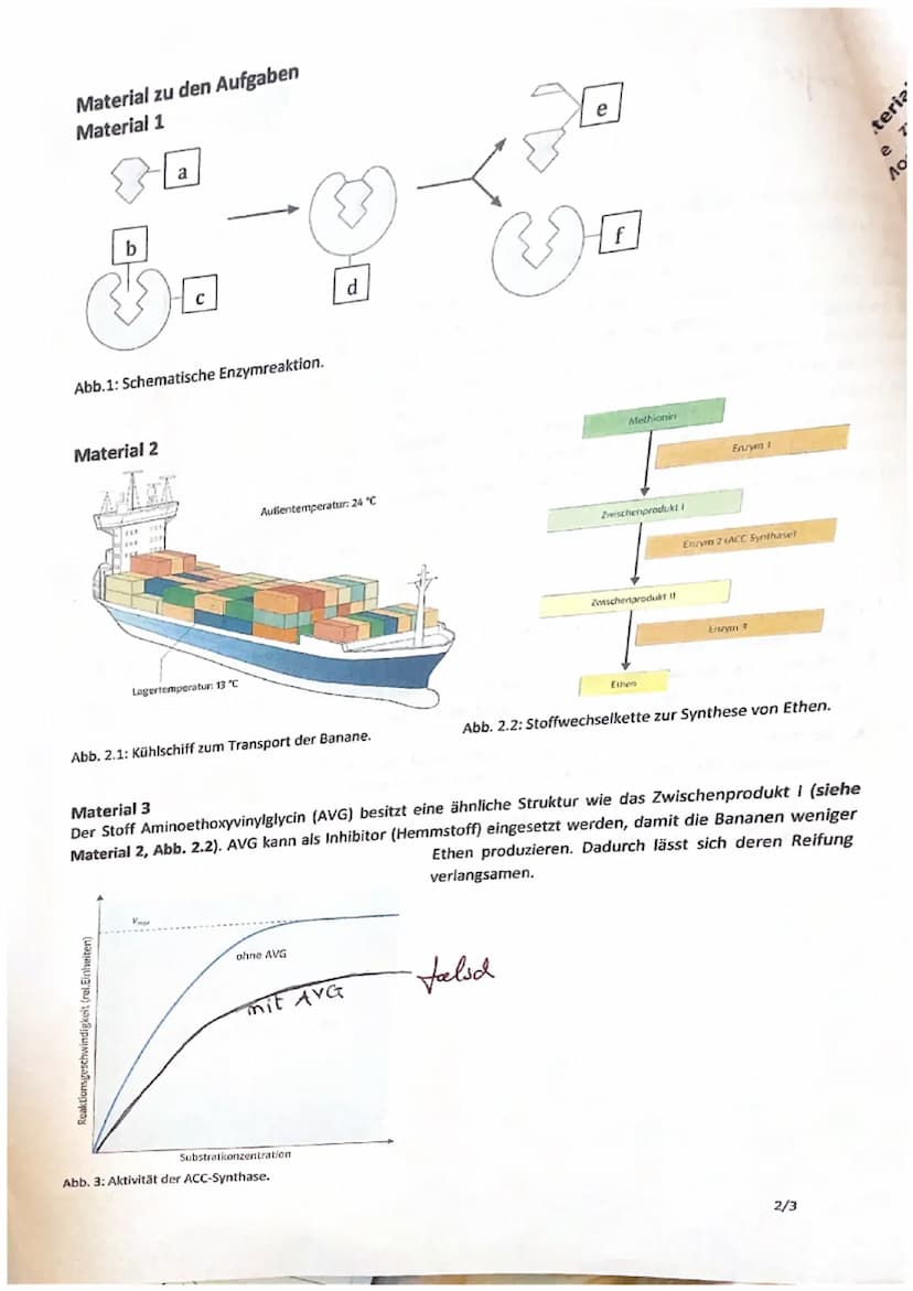 (
1. Klausur (Enzymatik)
Enzyme im Reifungsprozess der Banane
Bananen wachsen etwa zwei Jahre und werden dann unreif
geerntet, da sie auf de
