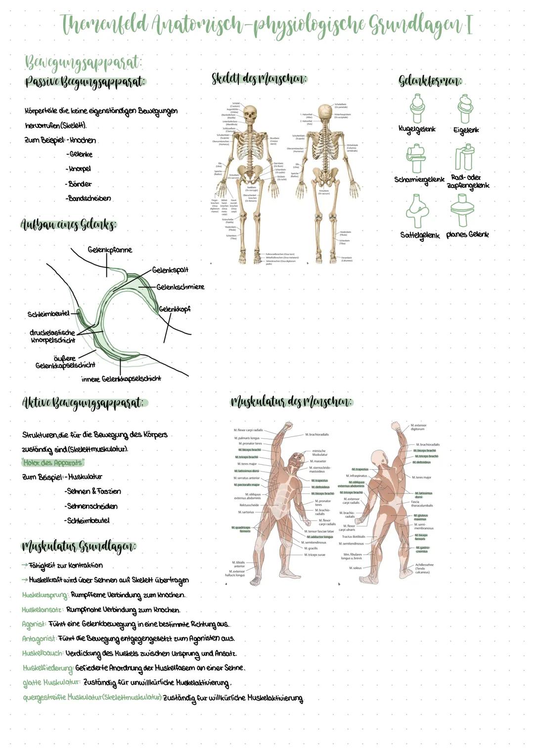 Themenfeld Anatomisch-physiologische Grundlagen I
Bewegungsapparat
Passive Beegungsapparat:
Körperteile die keine eigenständigen Bewegungen
