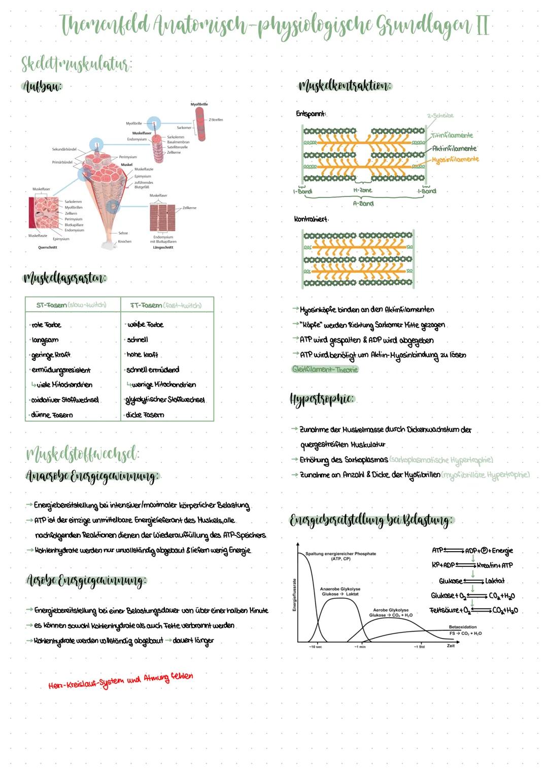 Themenfeld Anatomisch-physiologische Grundlagen I
Bewegungsapparat
Passive Beegungsapparat:
Körperteile die keine eigenständigen Bewegungen
