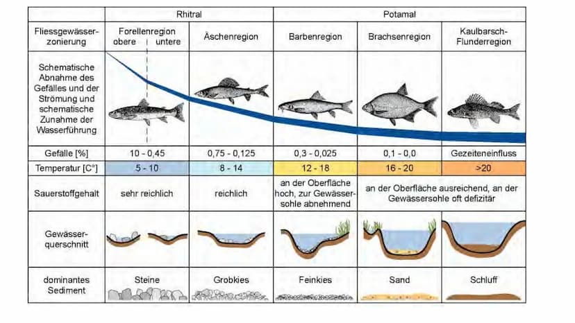 Ökosytem Fließgewässer Inhaltsverzeichnis
●
●
●
●
●
Was sind Fließgewässer?
Abiotische & biotische Faktoren
Vergleich der Fließgewässerregio