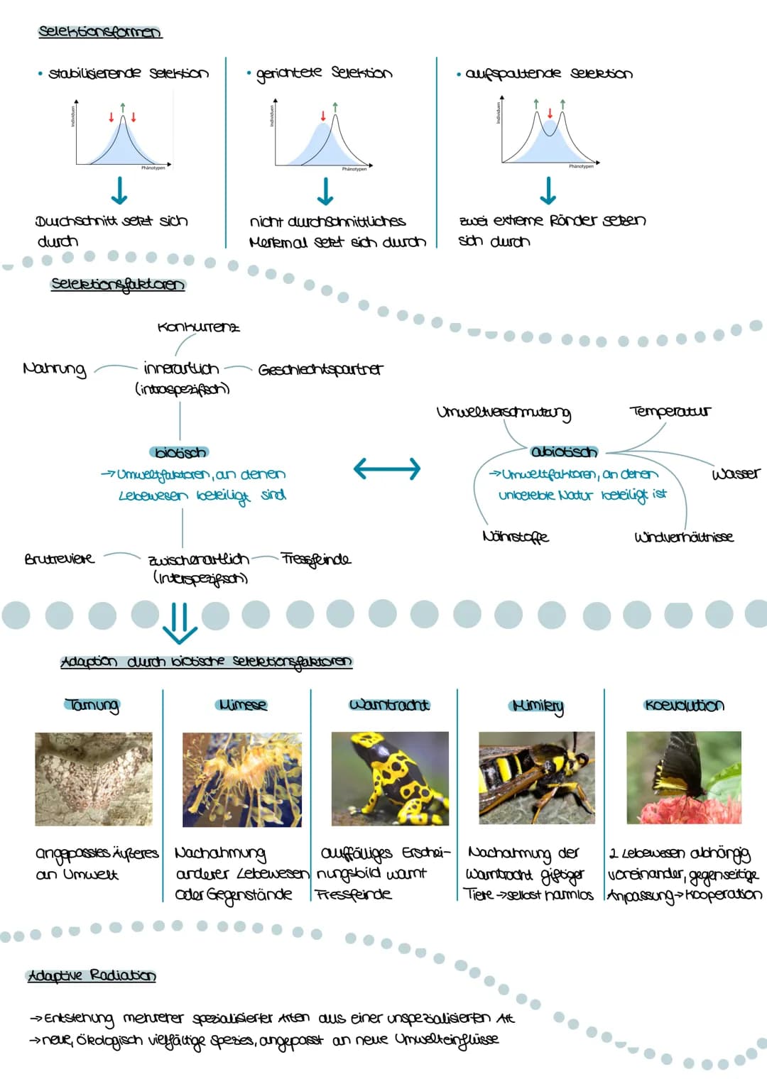 1. Klausur
Evolution I
Theorien und Grundlagen
Wichtige Persönlichkeiten
Carl von Linné
-> binäre Systematik (SKOFGA)
●
Belege für
die Evolu