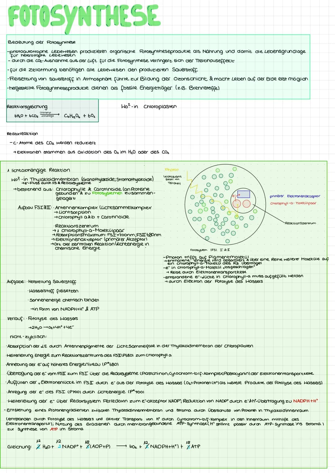 Blattaufbau mesophyter Pflanzen
Fotosynthese II Beschriften Sie die gekennzeichneten Teile des Blattes.
Arbeitsblatt 3
Leitbündel
(Blattadu)