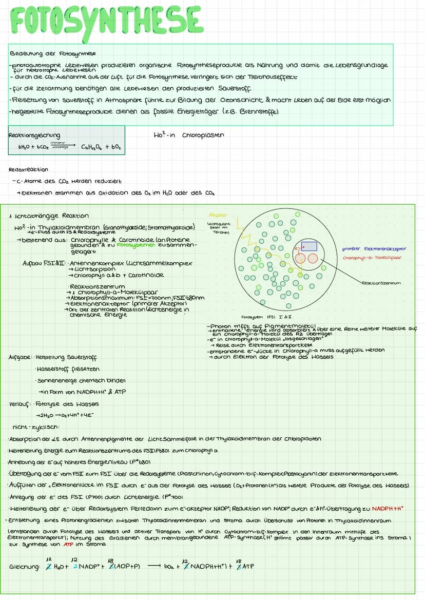 Blattaufbau mesophyter Pflanzen
Fotosynthese II Beschriften Sie die gekennzeichneten Teile des Blattes.
Arbeitsblatt 3
Leitbündel
(Blattadu)
