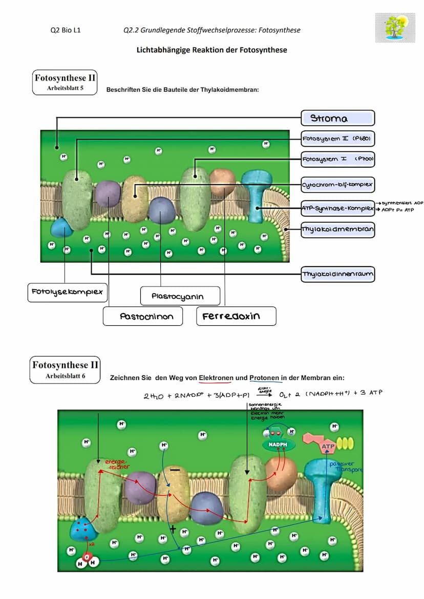 Blattaufbau mesophyter Pflanzen
Fotosynthese II Beschriften Sie die gekennzeichneten Teile des Blattes.
Arbeitsblatt 3
Leitbündel
(Blattadu)