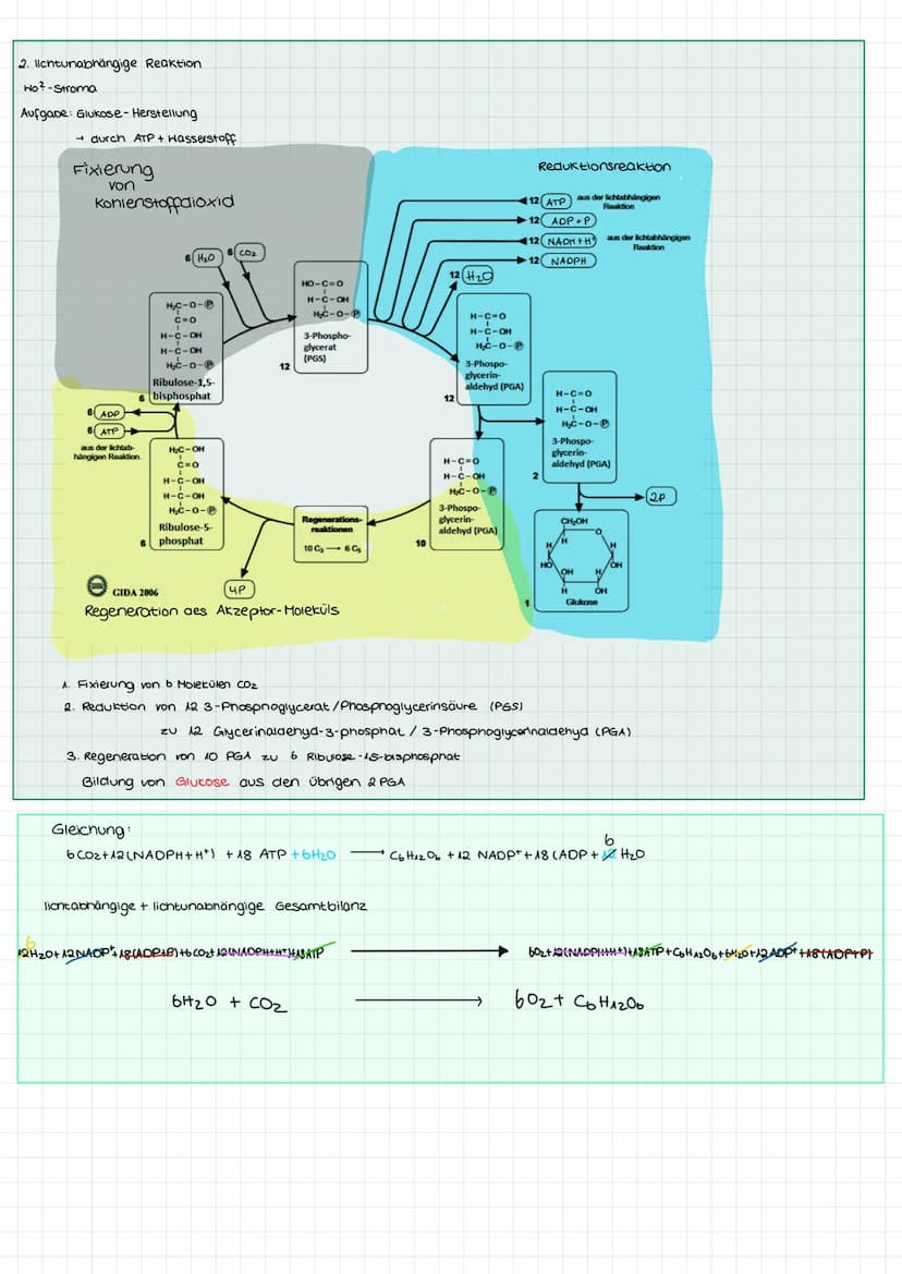 Blattaufbau mesophyter Pflanzen
Fotosynthese II Beschriften Sie die gekennzeichneten Teile des Blattes.
Arbeitsblatt 3
Leitbündel
(Blattadu)