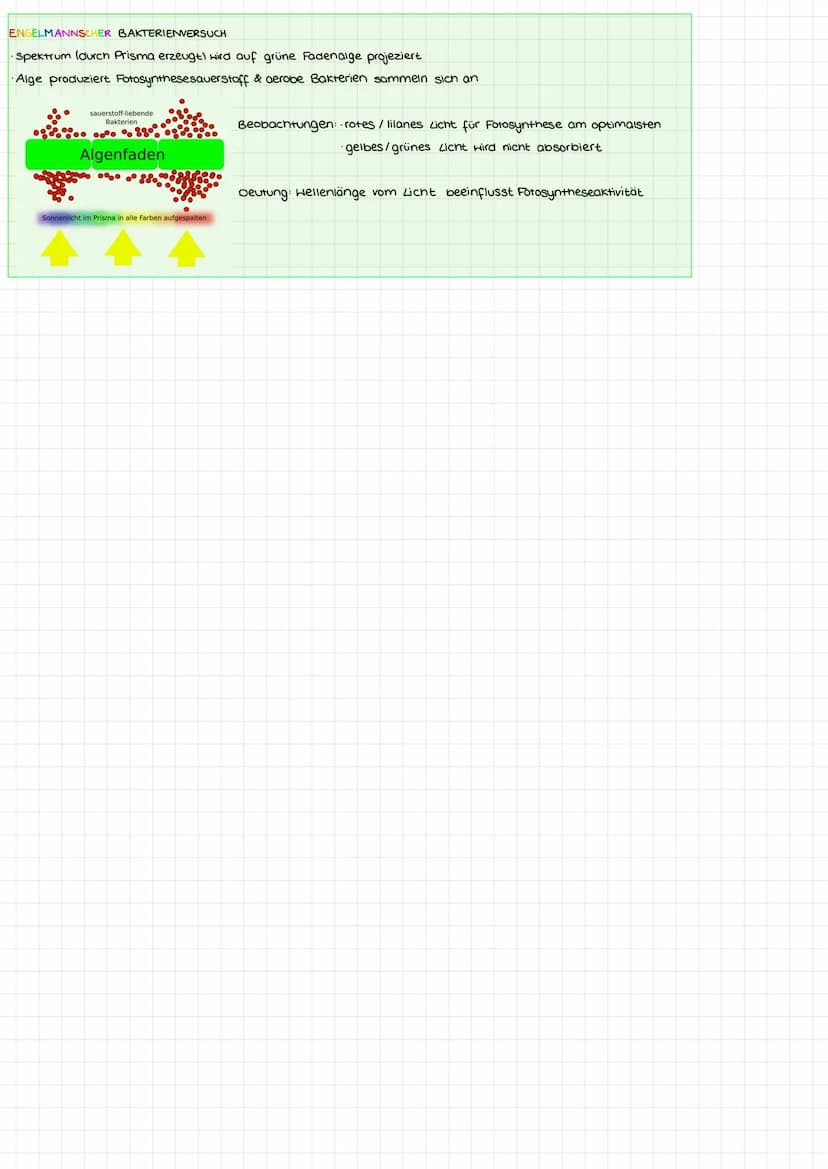 Blattaufbau mesophyter Pflanzen
Fotosynthese II Beschriften Sie die gekennzeichneten Teile des Blattes.
Arbeitsblatt 3
Leitbündel
(Blattadu)