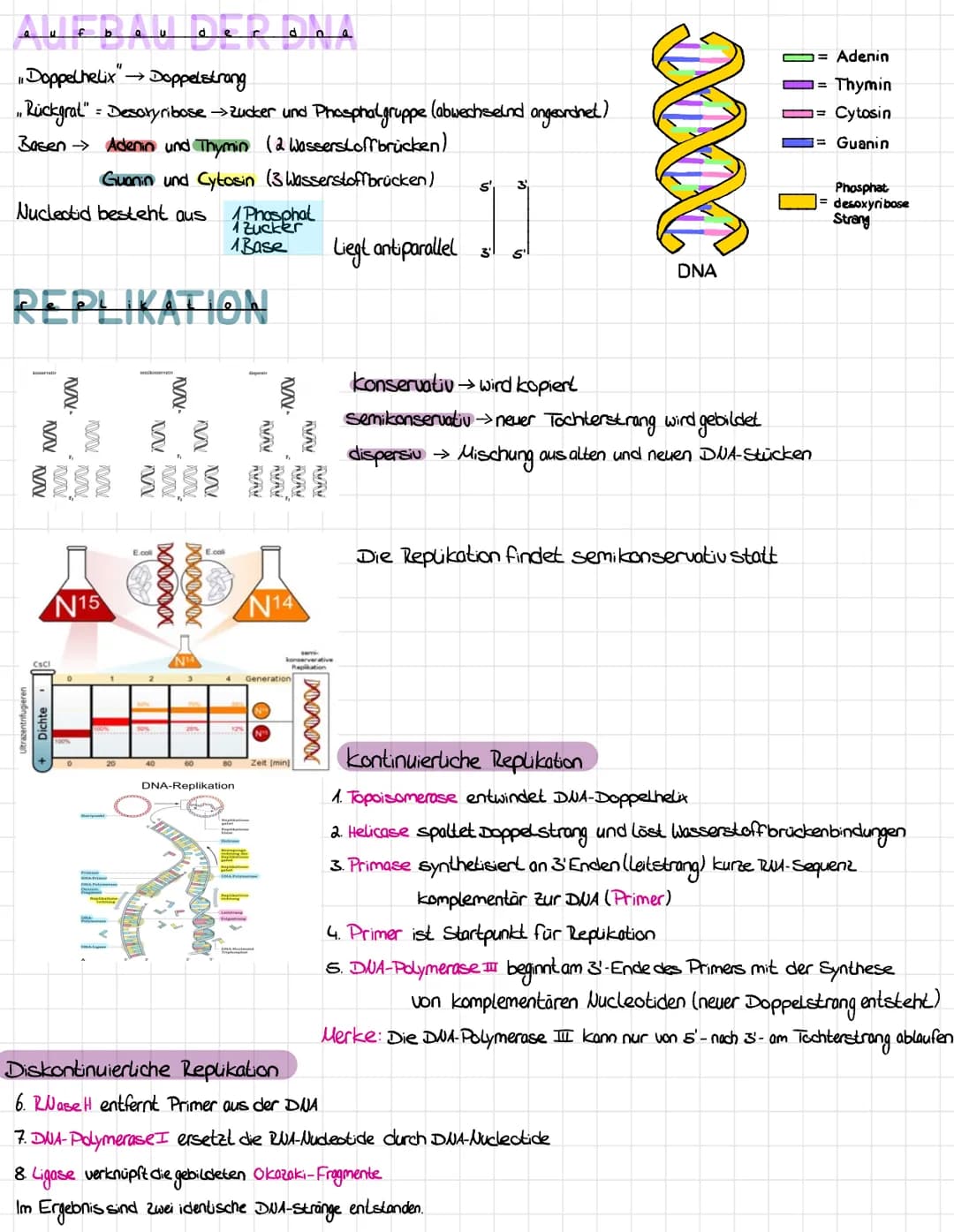AVERA BERA
Doppelhelix"→→Doppelstrang
1. Rückgrat" = Desoxyribose → Zucker und Phosphatgruppe (abwechselnd angeordnet)
Basen → Adenin und Th