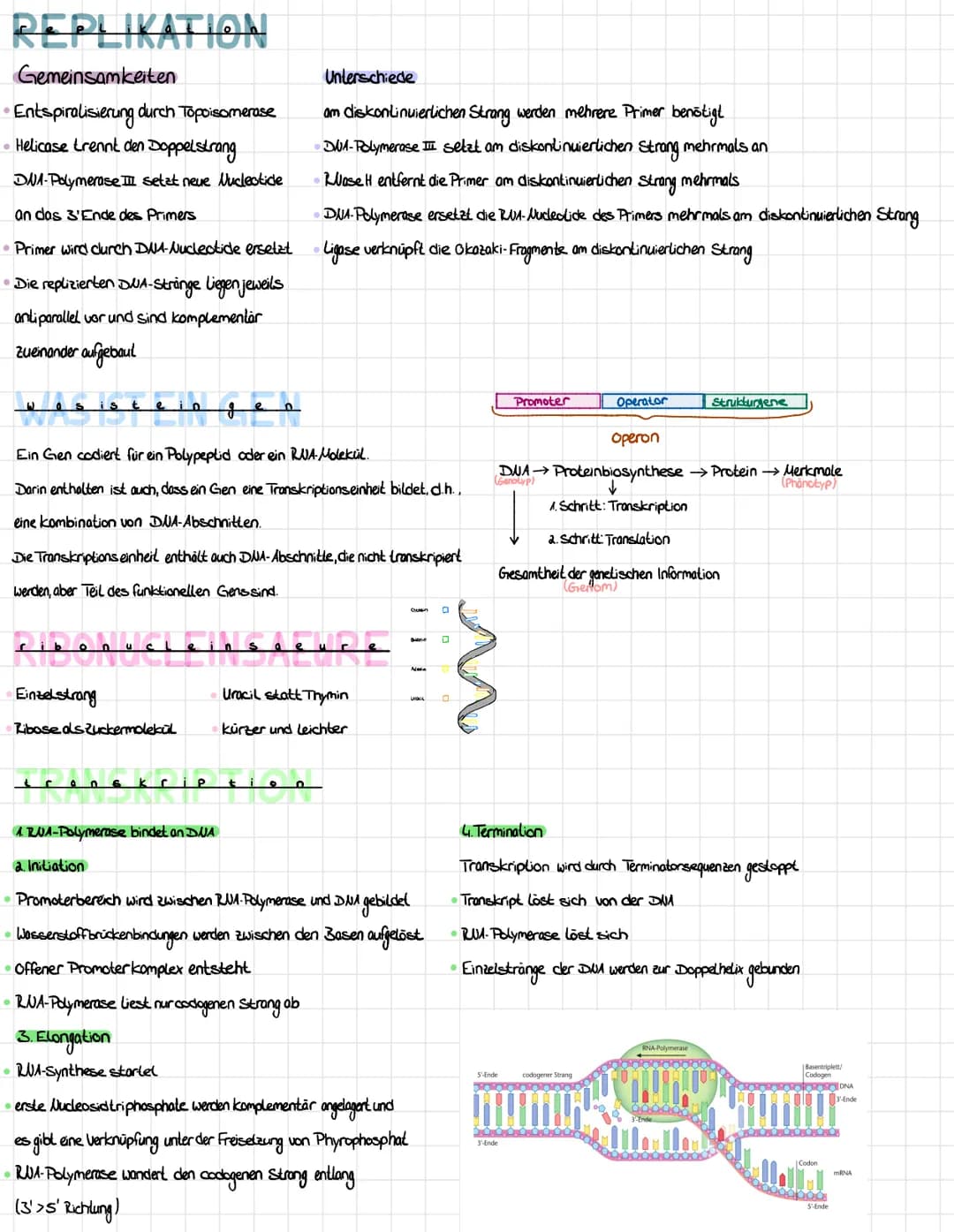 AVERA BERA
Doppelhelix"→→Doppelstrang
1. Rückgrat" = Desoxyribose → Zucker und Phosphatgruppe (abwechselnd angeordnet)
Basen → Adenin und Th