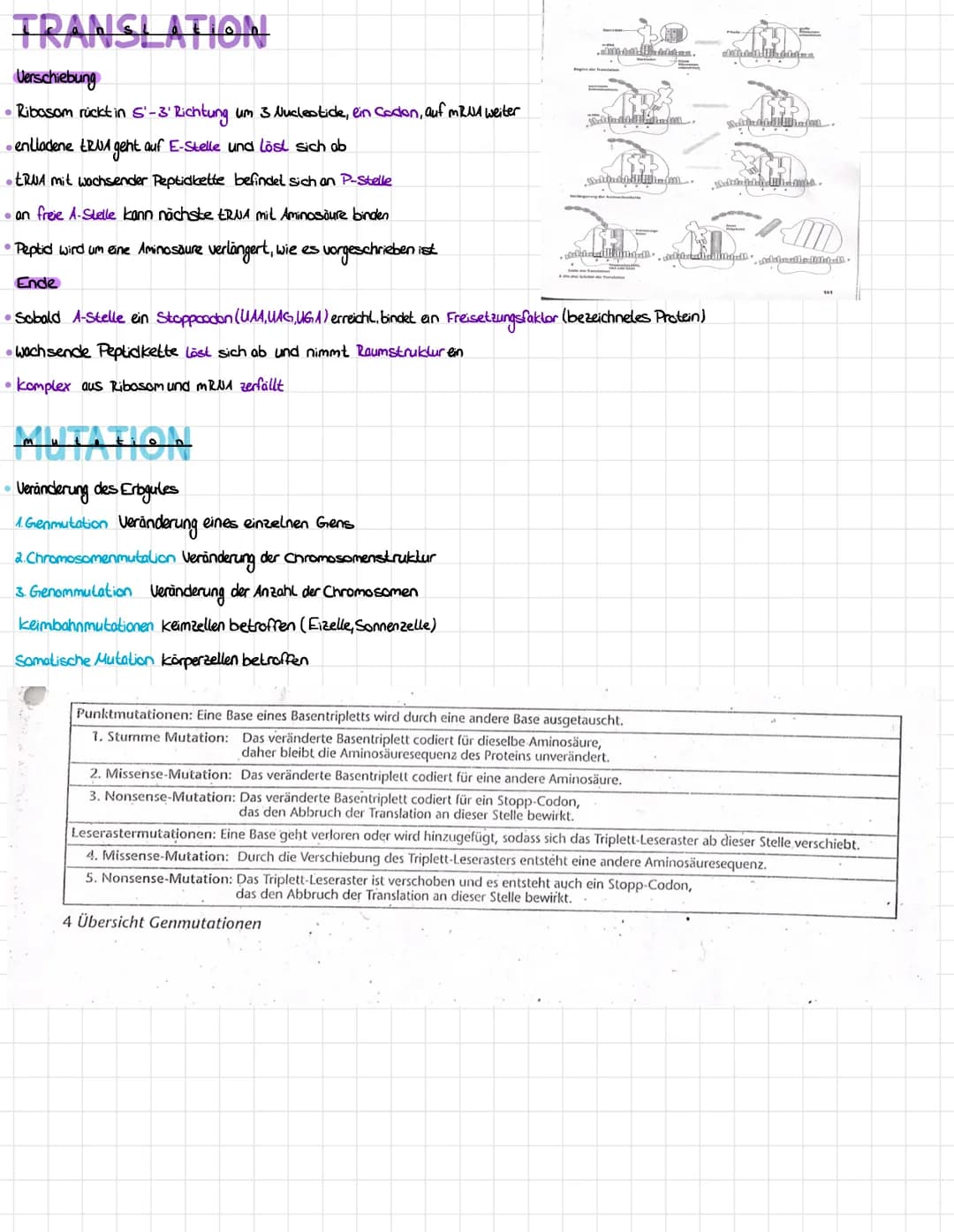 AVERA BERA
Doppelhelix"→→Doppelstrang
1. Rückgrat" = Desoxyribose → Zucker und Phosphatgruppe (abwechselnd angeordnet)
Basen → Adenin und Th