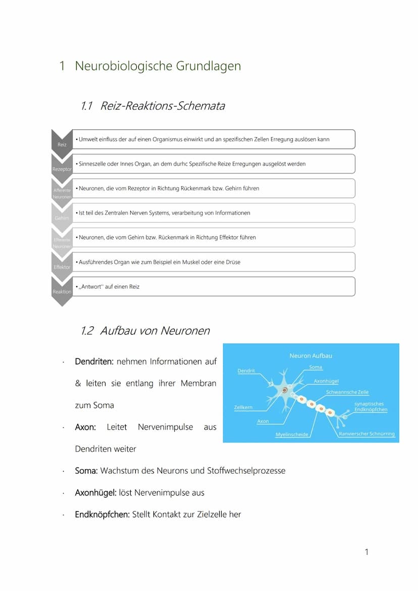 Neurobiologie
Inhaltsverzeichnis
1 Neurobiologische Grundlagen....
1.1 Reiz-Reaktions-Schemata.....
1.2 Aufbau von Neuronen.
1.3
1.4 Chemisc