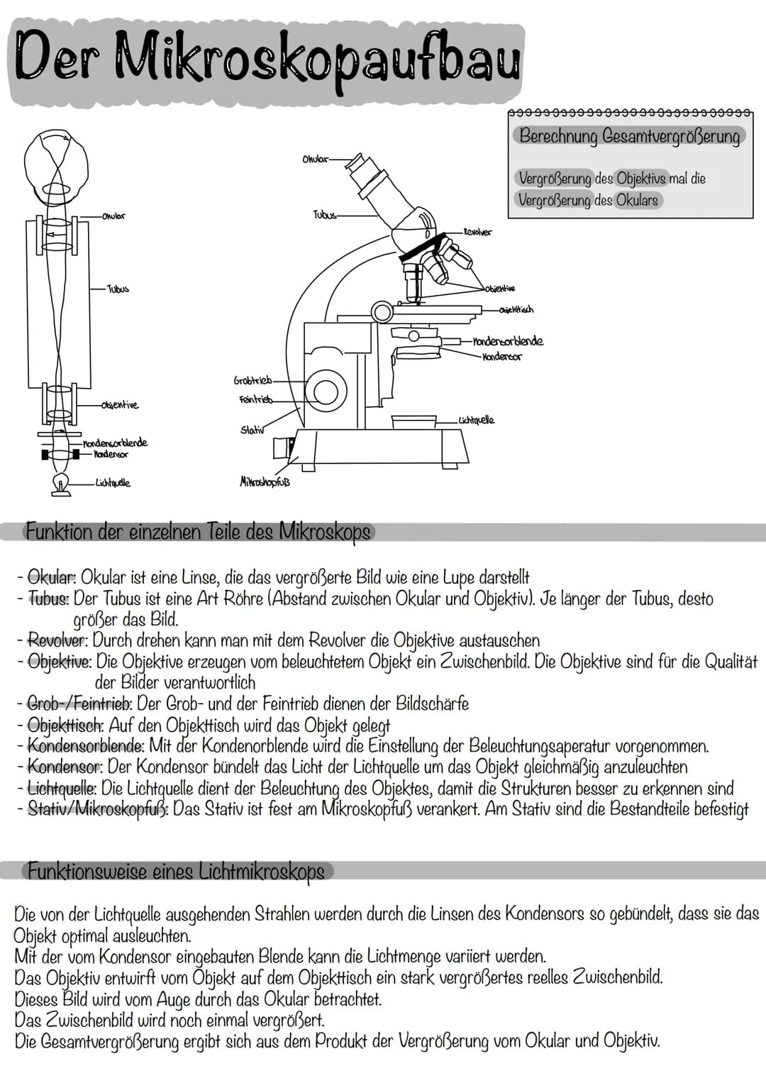 Der Mikroskopaufbau
-Okular
-Tubus
-objentive
-nondensorblende
-Mondensor
-Lichtquelle
Grobtrieb
Feintrieb
Stativ
Mikroshopfuß
Ohular-
Tubus