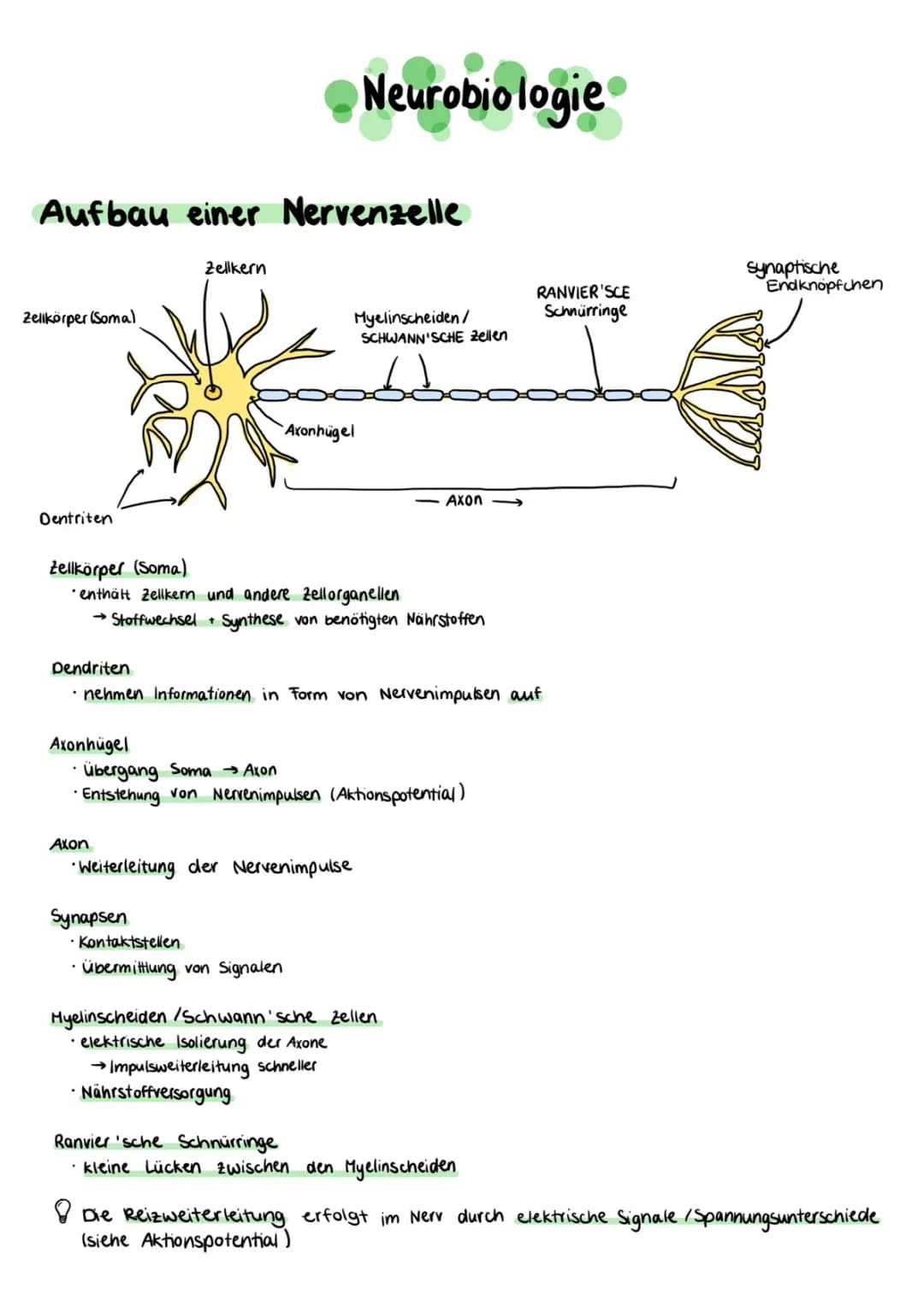 Neurobiologie Abi