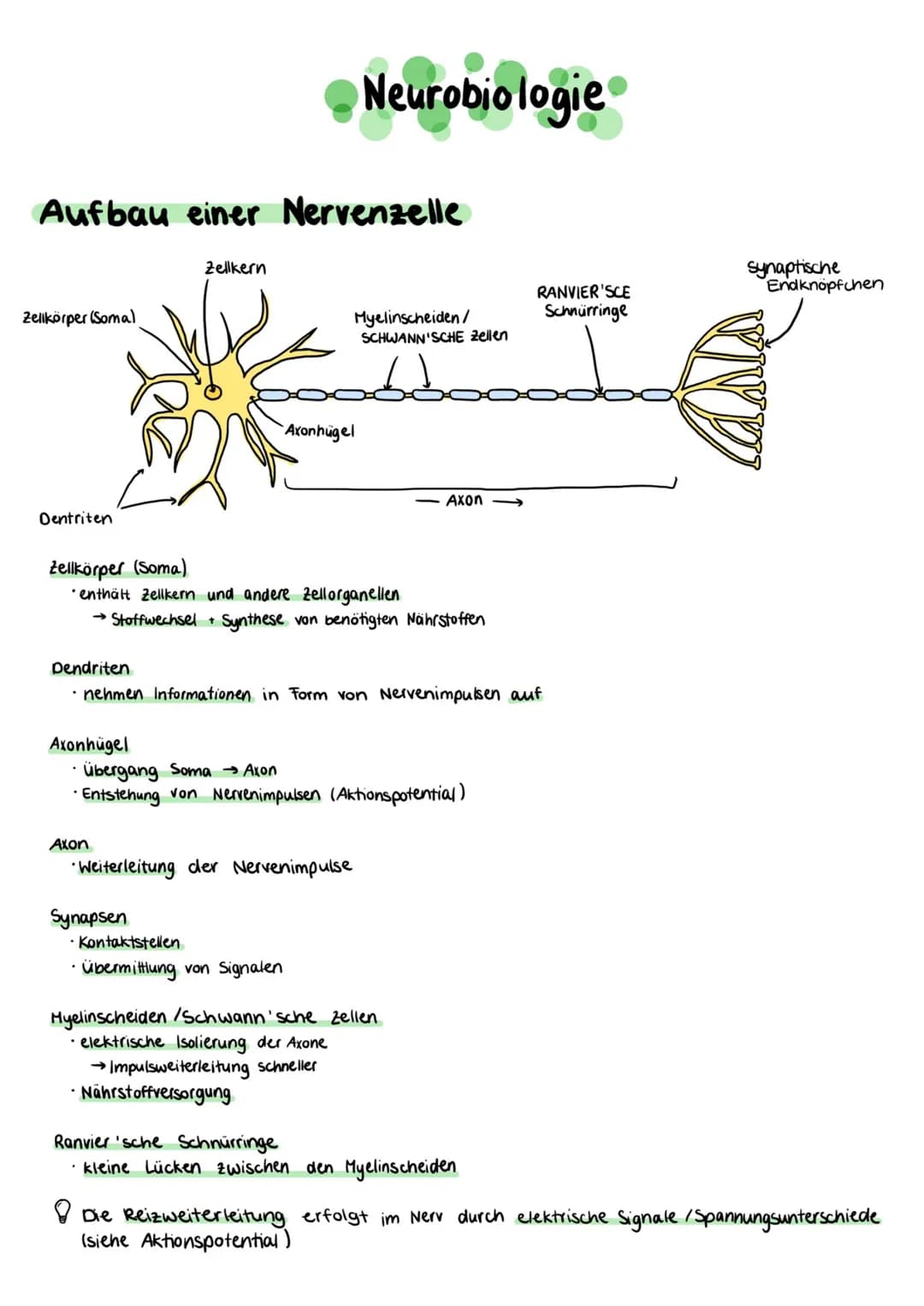 Aufbau einer Nervenzelle
Zellkörper (Somal
Dentriten
Axonhügel
Zellkern
Axon
Zellkörper (Soma)
• enthält Zellkern und andere Zellorganellen
