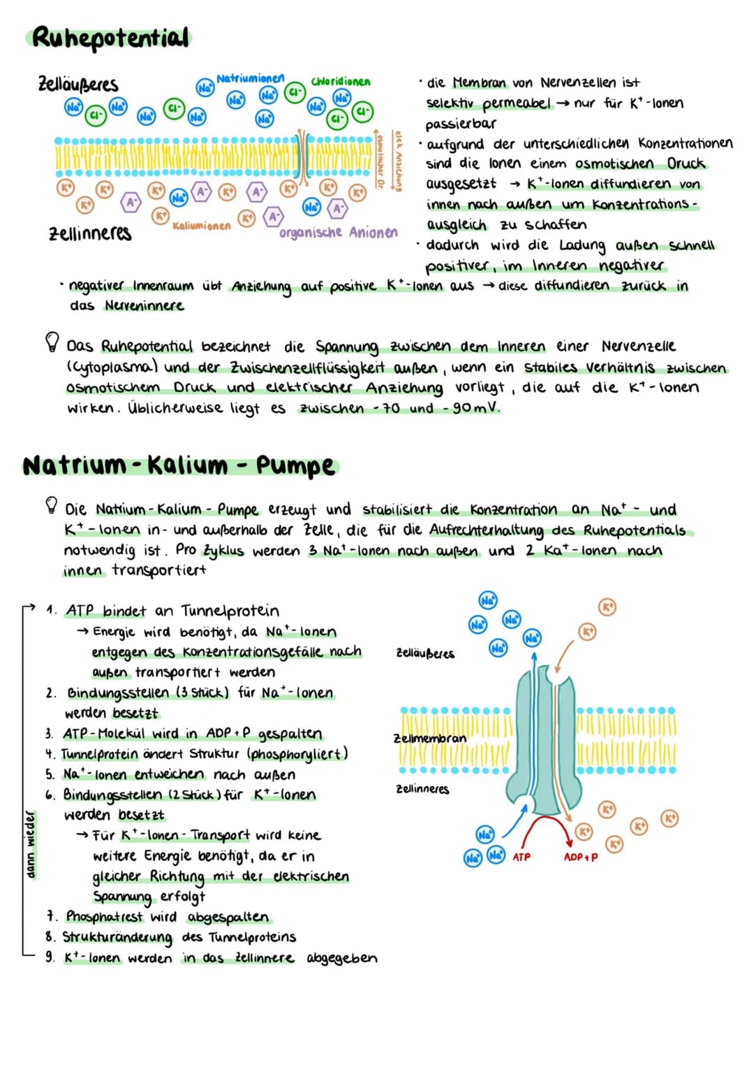 Aufbau einer Nervenzelle
Zellkörper (Somal
Dentriten
Axonhügel
Zellkern
Axon
Zellkörper (Soma)
• enthält Zellkern und andere Zellorganellen
