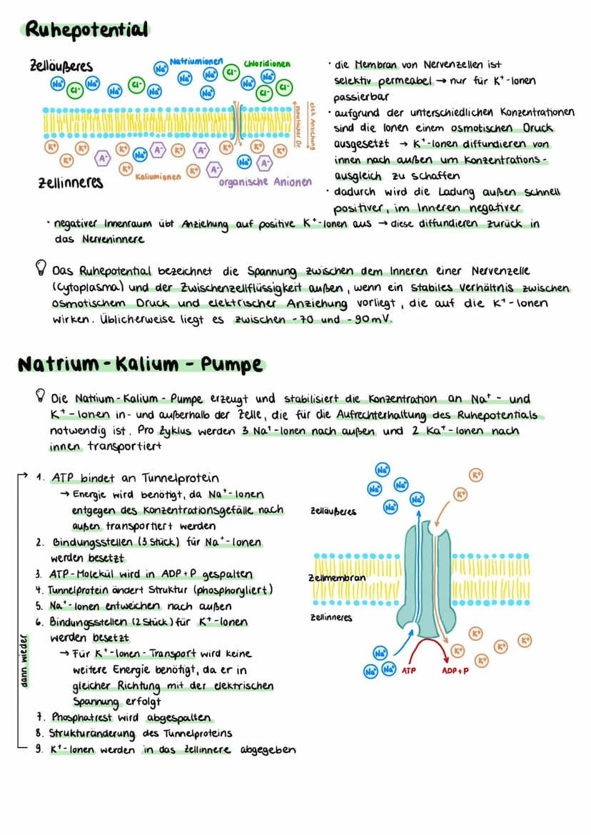 Aufbau einer Nervenzelle
Zellkörper (Somal
Dentriten
Axonhügel
Zellkern
Axon
Zellkörper (Soma)
• enthält Zellkern und andere Zellorganellen
