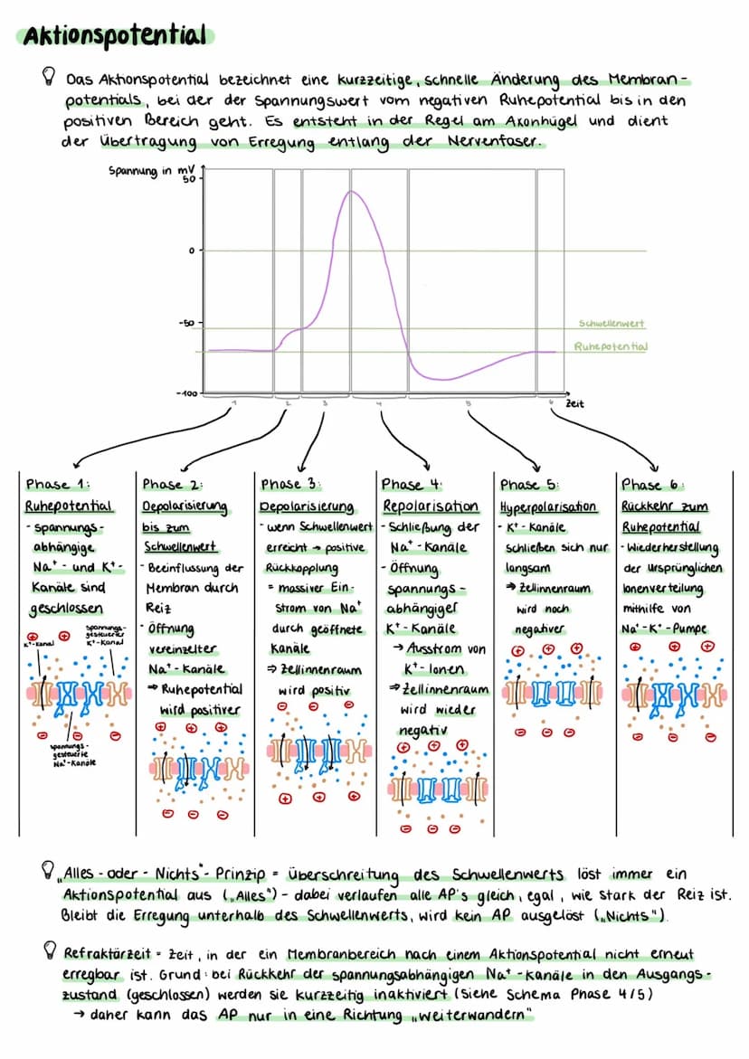 Aufbau einer Nervenzelle
Zellkörper (Somal
Dentriten
Axonhügel
Zellkern
Axon
Zellkörper (Soma)
• enthält Zellkern und andere Zellorganellen
