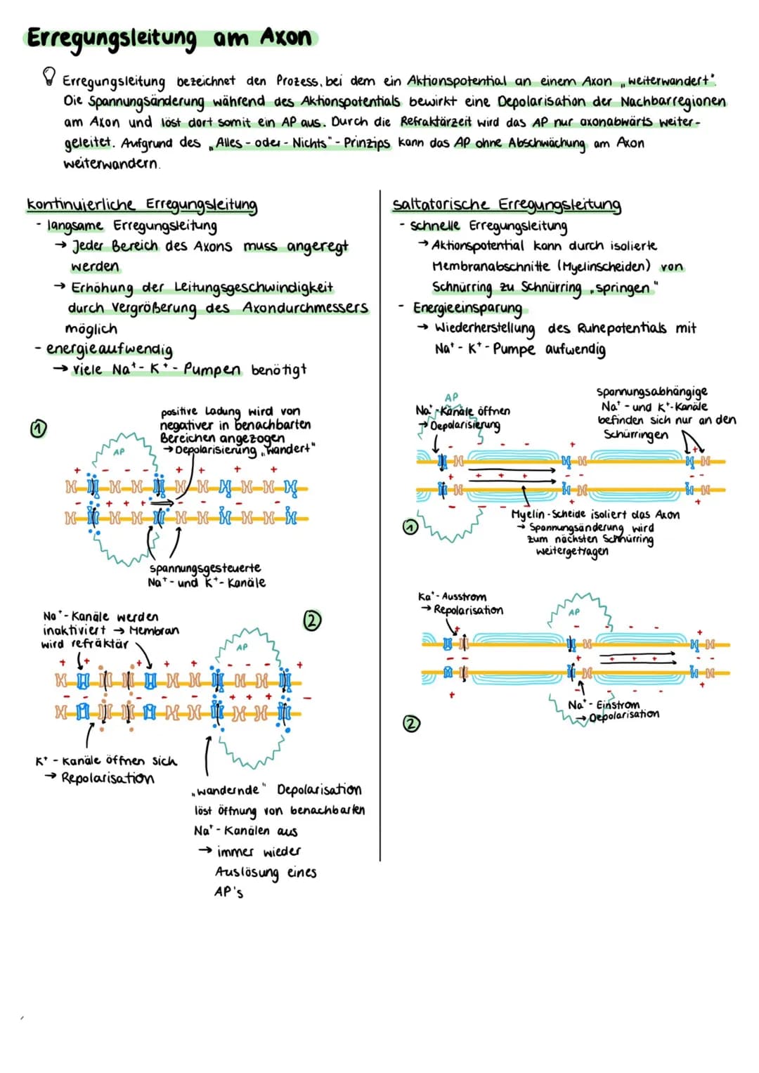 Aufbau einer Nervenzelle
Zellkörper (Somal
Dentriten
Axonhügel
Zellkern
Axon
Zellkörper (Soma)
• enthält Zellkern und andere Zellorganellen
