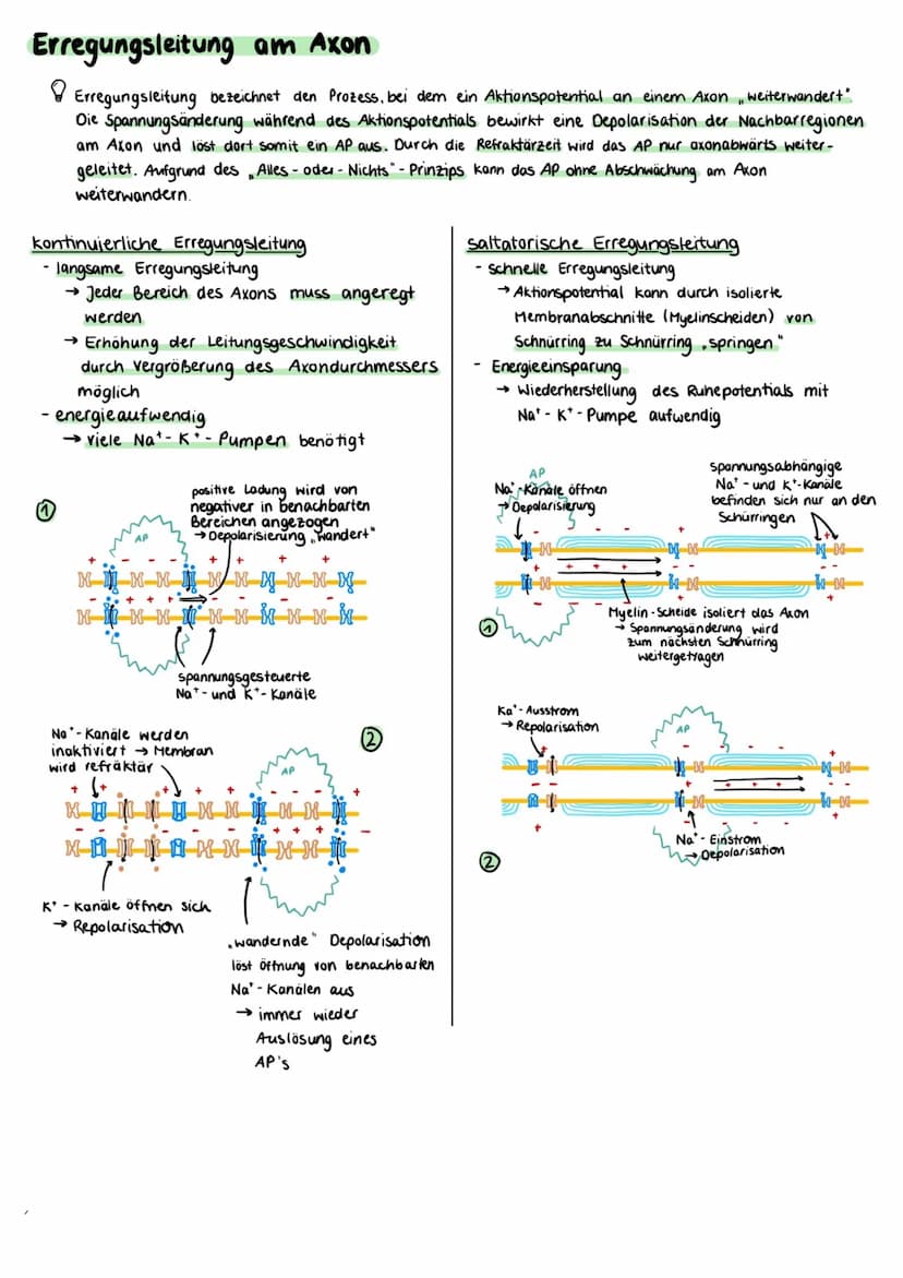 Aufbau einer Nervenzelle
Zellkörper (Somal
Dentriten
Axonhügel
Zellkern
Axon
Zellkörper (Soma)
• enthält Zellkern und andere Zellorganellen
