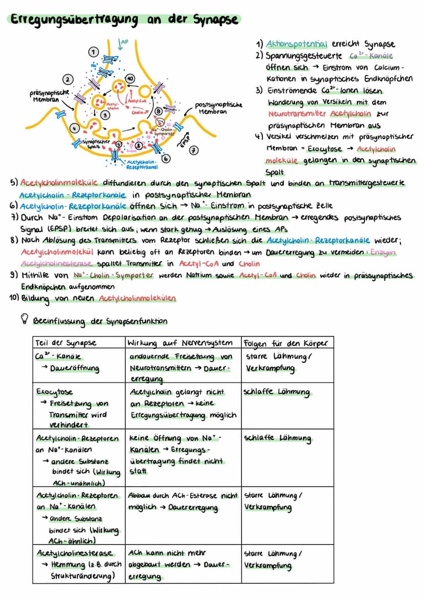 Aufbau einer Nervenzelle
Zellkörper (Somal
Dentriten
Axonhügel
Zellkern
Axon
Zellkörper (Soma)
• enthält Zellkern und andere Zellorganellen
