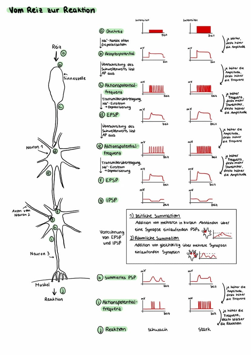 Aufbau einer Nervenzelle
Zellkörper (Somal
Dentriten
Axonhügel
Zellkern
Axon
Zellkörper (Soma)
• enthält Zellkern und andere Zellorganellen
