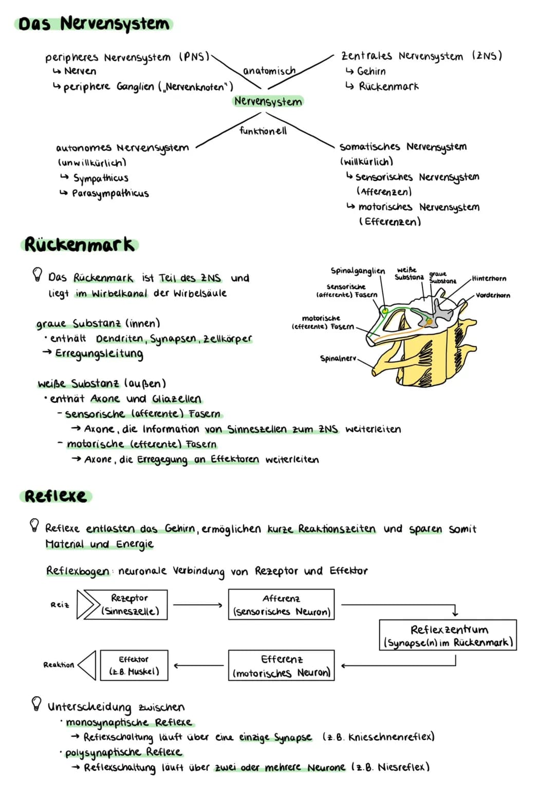 Aufbau einer Nervenzelle
Zellkörper (Somal
Dentriten
Axonhügel
Zellkern
Axon
Zellkörper (Soma)
• enthält Zellkern und andere Zellorganellen

