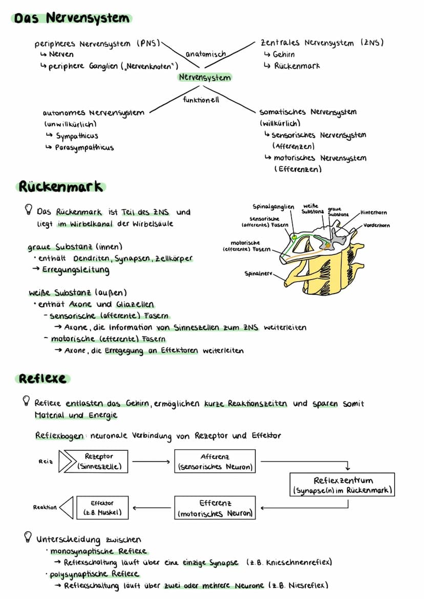 Aufbau einer Nervenzelle
Zellkörper (Somal
Dentriten
Axonhügel
Zellkern
Axon
Zellkörper (Soma)
• enthält Zellkern und andere Zellorganellen
