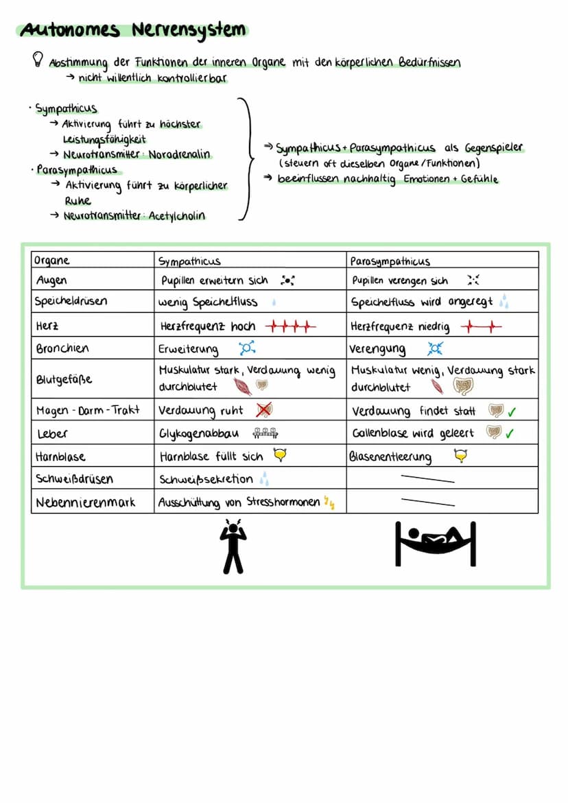 Aufbau einer Nervenzelle
Zellkörper (Somal
Dentriten
Axonhügel
Zellkern
Axon
Zellkörper (Soma)
• enthält Zellkern und andere Zellorganellen
