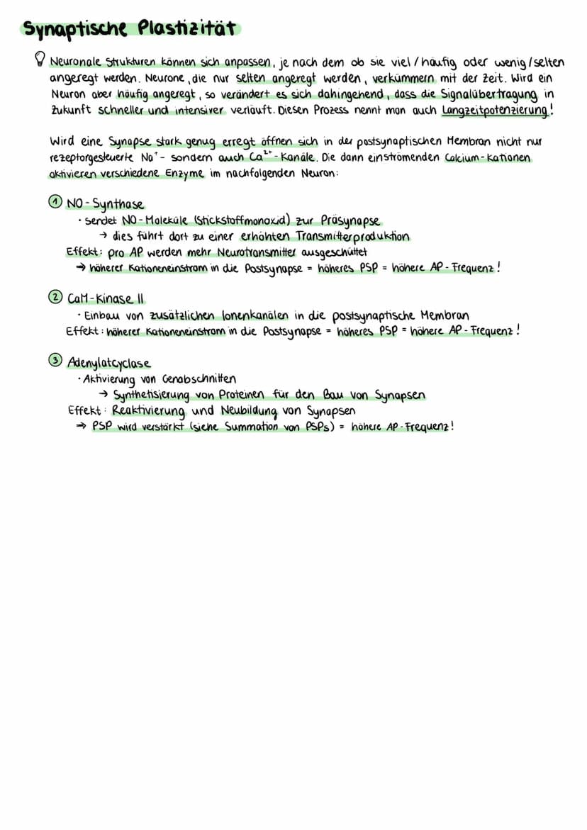 Aufbau einer Nervenzelle
Zellkörper (Somal
Dentriten
Axonhügel
Zellkern
Axon
Zellkörper (Soma)
• enthält Zellkern und andere Zellorganellen
